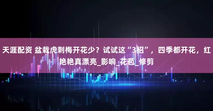 天涯配资 盆栽虎刺梅开花少？试试这“3招”，四季都开花，红艳艳真漂亮_影响_花苞_修剪